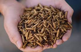 FCI GRUBS 40LB Dried Black Soldier Fly Larvae for Chickens, Birds and Small Pets, High in Calcium