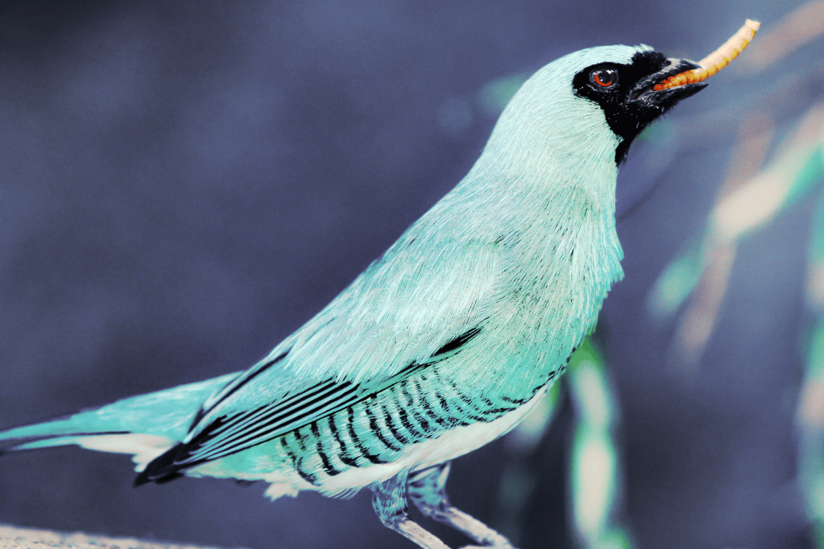 The Nutritional Benefits of Black Soldier Fly Larvae for Pets