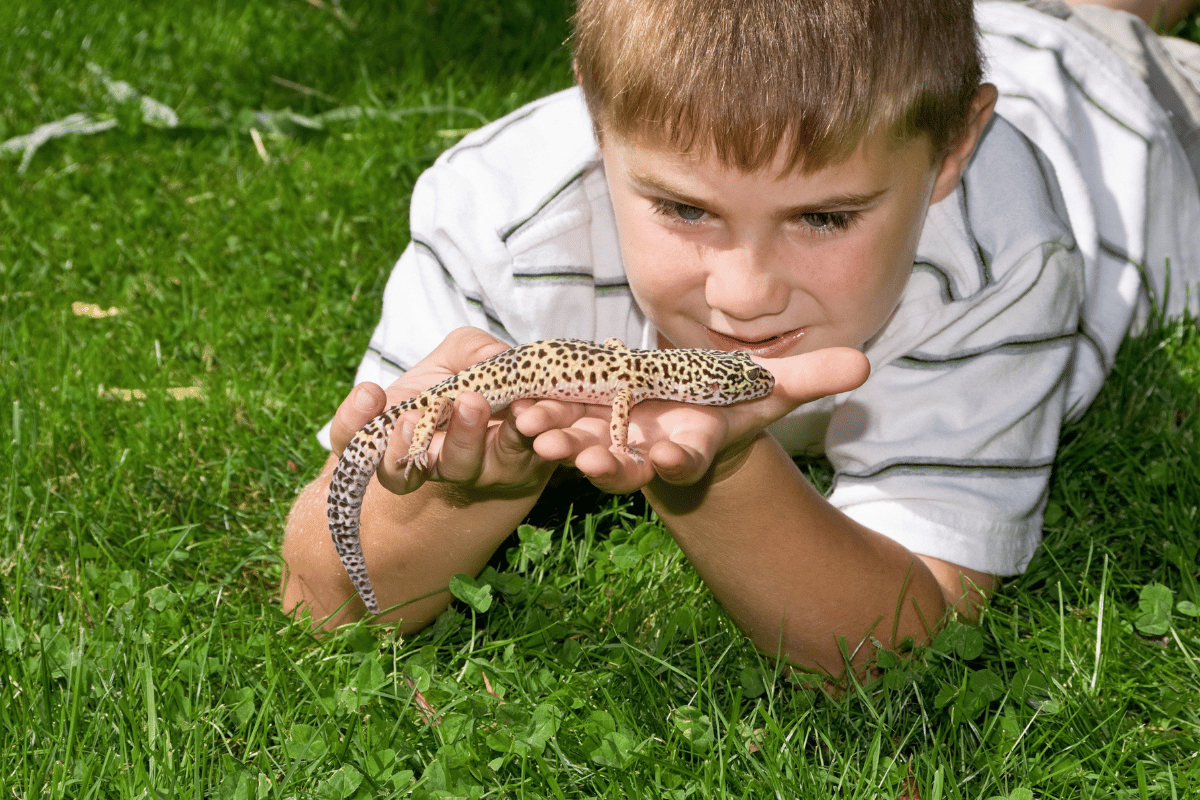 Transitioning Your Pet to a Diet with Black Soldier Fly Larvae: A Guide for Pet Owners